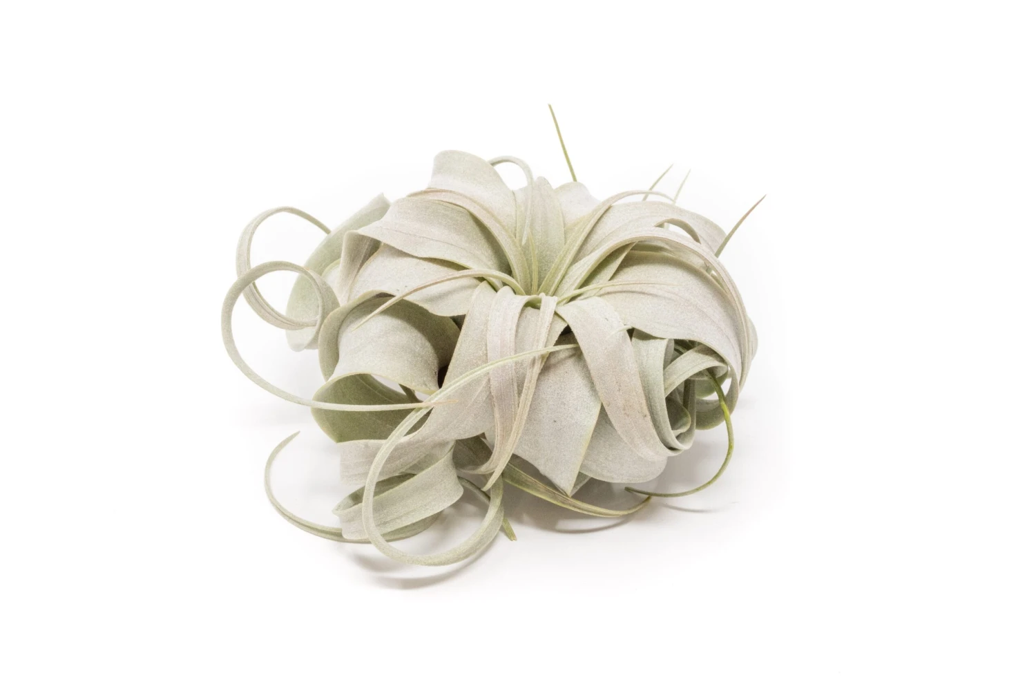 Small Tillandsia Xerographica / 4 -5 Inches Wide 2 Small Tillandsia Xerographica / 4 -5 Inches Wide - Image 2