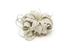 SALE - Small Tillandsia Xerographica - Set Of 5 Or 10 - 40% Off -Air Plant World Tillandsia Air Plant Xerographica 1 b87d4b2c f3bf 4ea2 b168 32bc384ceb00