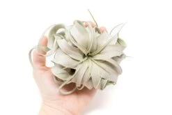 SALE - Small Tillandsia Xerographica - Set Of 5 Or 10 - 40% Off -Air Plant World Tillandsia Air Plant Xerographica 2 02b2d643 ed49 4ba4 8ca9 f89ac9cc0865
