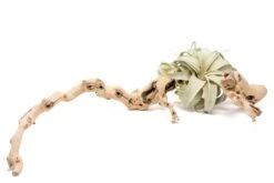Medium Multi-Branched Grapewood Display - Choose Custom Tillandsia Air Plants 21 Medium Multi-Branched Grapewood Display - Choose Custom Tillandsia Air Plants -Air Plant World Tillandsia Air Plant Xerographica Grapevine Wood Display Large Multiple 1