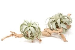 Large Multi-Branched Grapewood Display - Choose Custom Tillandsia Air Plants -Air Plant World Tillandsia Air Plant Xerographica Grapevine Wood Display Large Multiple 2 1