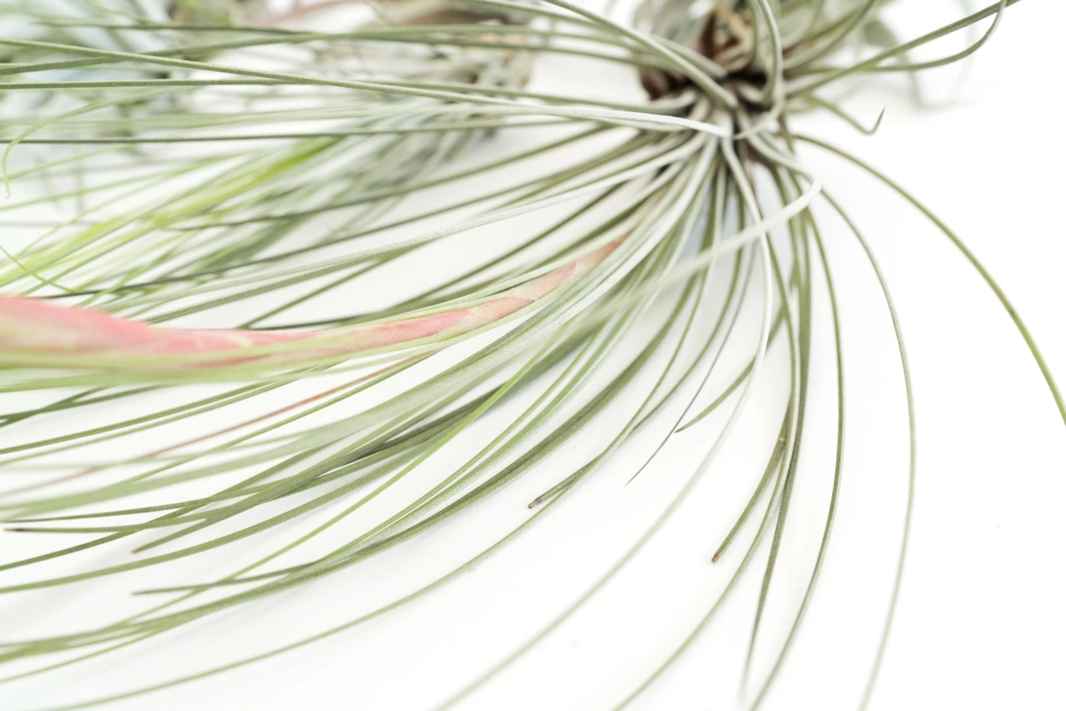 SALE - Special Jumbo Tillandsia Air Plants - Set Of 12 - 40% Off 7 SALE - Special Jumbo Tillandsia Air Plants - Set Of 12 - 40% Off - Image 7