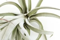 SALE - Special Jumbo Tillandsia Air Plants - Set Of 12 - 40% Off 15 SALE - Special Jumbo Tillandsia Air Plants - Set Of 12 - 40% Off -Air Plant World Tillandsia Air Plants Jumbo Collection 13