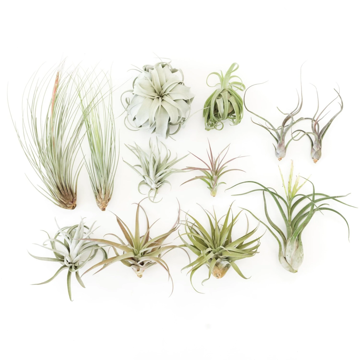 SALE - Special Jumbo Tillandsia Air Plants - Set Of 12 - 40% Off 1 SALE - Special Jumbo Tillandsia Air Plants - Set Of 12 - 40% Off