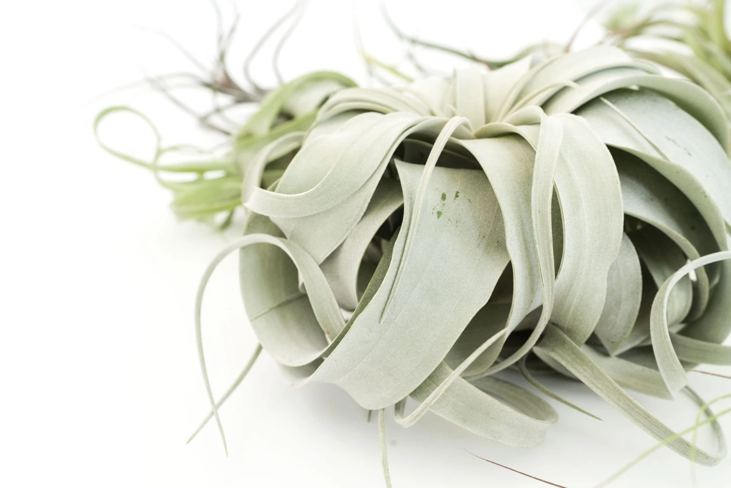 SALE - Special Jumbo Tillandsia Air Plants - Set Of 12 - 40% Off 4 SALE - Special Jumbo Tillandsia Air Plants - Set Of 12 - 40% Off - Image 4