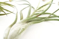 SALE - Special Jumbo Tillandsia Air Plants - Set Of 12 - 40% Off 12 SALE - Special Jumbo Tillandsia Air Plants - Set Of 12 - 40% Off -Air Plant World Tillandsia Air Plants Jumbo Collection 9