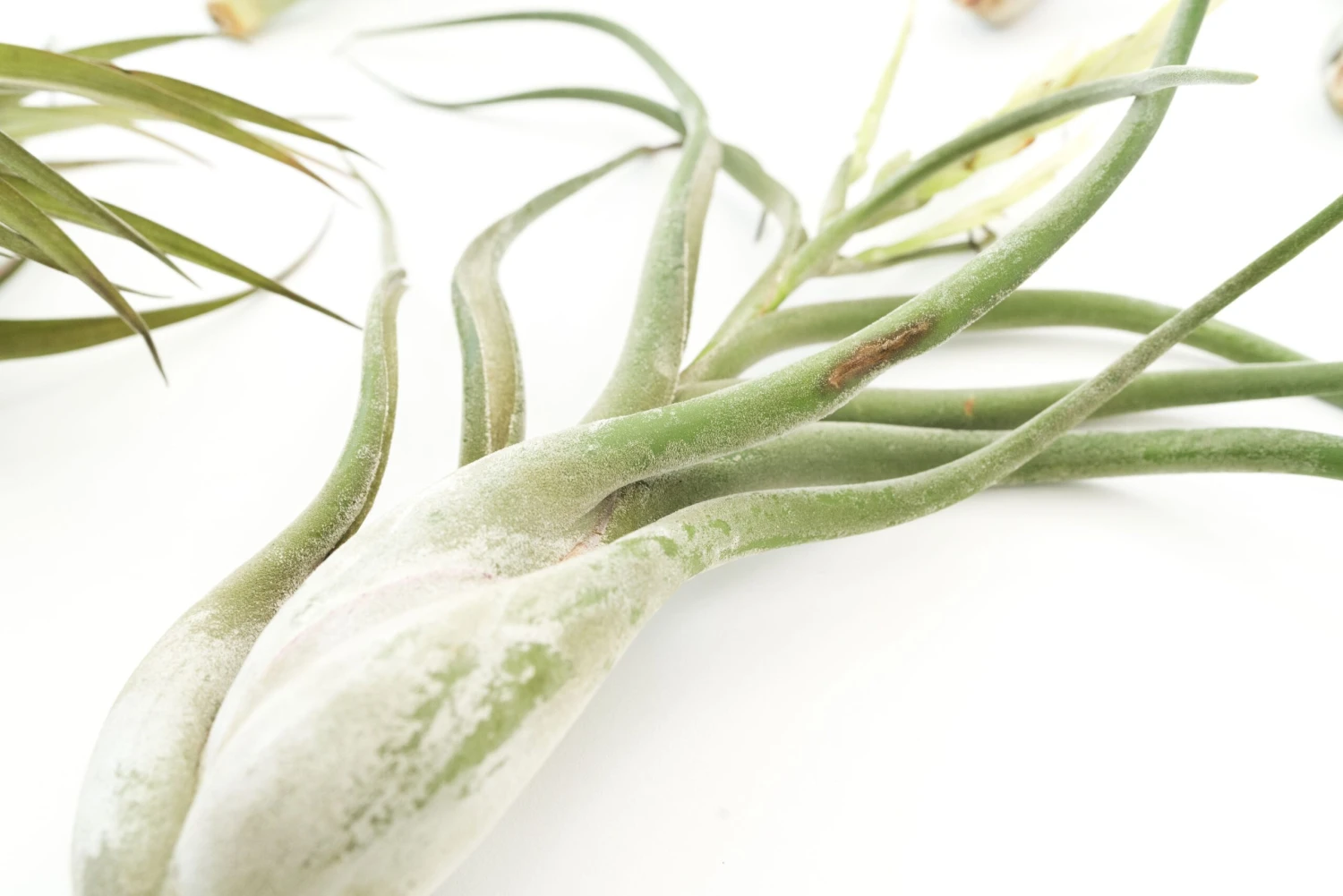 SALE - Special Jumbo Tillandsia Air Plants - Set Of 12 - 40% Off 5 SALE - Special Jumbo Tillandsia Air Plants - Set Of 12 - 40% Off - Image 5