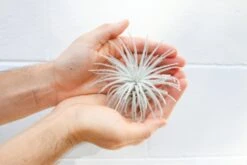 SALE - Tillandsia Tectorum Ecuador Air Plants - Set Of 3, 6 Or 9 - 25% Off 19 SALE - Tillandsia Tectorum Ecuador Air Plants - Set Of 3, 6 Or 9 - 25% Off -Air Plant World Tillandsia Air Plants Tectorum Ecuador