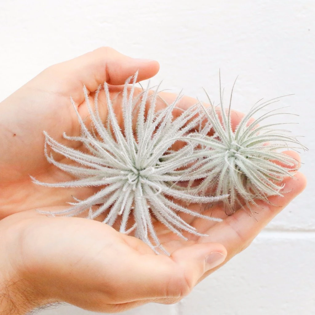 SALE - Tillandsia Tectorum Ecuador Air Plants - Set Of 3, 6 Or 9 - 25% Off 10 SALE - Tillandsia Tectorum Ecuador Air Plants - Set Of 3, 6 Or 9 - 25% Off - Image 10