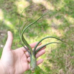 SALE - Tillandsia Baileyi Air Plants - Set Of 5 Or 10 - 50% Off -Air Plant World Tillandsia Baileyi Air Plants2