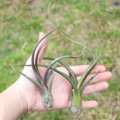 Large Tillandsia Baileyi Air Plants / 6-9 Inch Plants 10 Large Tillandsia Baileyi Air Plants / 6-9 Inch Plants -Air Plant World Tillandsia Baileyi Air Plants3 e711d675 1a40 49b5 b222 40e0a59a439c