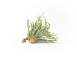 Tillandsia Capitata Salmon Air Plants -Air Plant World Tillandsia Capitata Salmon 3