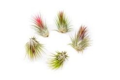 SALE - Tillandsia Ionantha Guatemala Air Plants - Set Of 10, 20 Or 50 Air Plants - 70% Off -Air Plant World Tillandsia Ionantha Guatemala 1 1