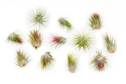SALE - Tillandsia Ionantha Guatemala Air Plants - Set Of 10, 20 Or 50 Air Plants - 70% Off -Air Plant World Tillandsia Ionantha Guatemala 2