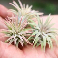 Set Of 3 Or 5 Tillandsia Ionantha Mexican Air Plants - Save Up To 25% -Air Plant World Tillandsia Ionantha Mexican2 d4907f46 03fa 42c8 91cf cd4f603c7c5b