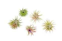 Tillandsia Ionantha Mexican Air Plants -Air Plant World Tillandsia Ionantha Mexican 1