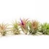 Tillandsia Ionantha Mexican Air Plants