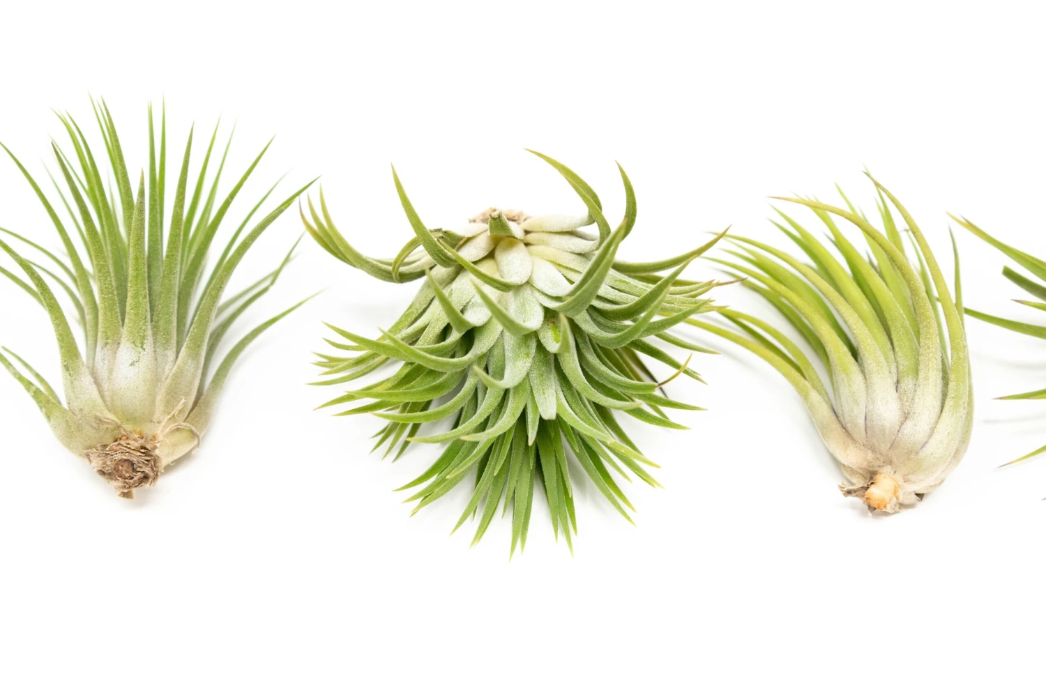 SALE - Large Tillandsia Ionantha Rubra Air Plants - Set Of 10 Or 20 - 40% Off 4 SALE - Large Tillandsia Ionantha Rubra Air Plants - Set Of 10 Or 20 - 40% Off - Image 4