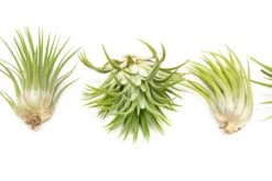 Large Tillandsia Ionantha Rubra Air Plants -Air Plant World Tillandsia Ionantha Mexican 4 7586088d 5a6f 450f 8d87 41db55ac5cb4