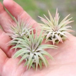 Tillandsia Ionantha Mexican Air Plants -Air Plant World Tillandsia Ionantha Mexican Pups1 c7985cb9 b859 410b aa04 11128352882e