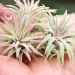 Tillandsia Ionantha Mexican Air Plants -Air Plant World Tillandsia Ionantha Mexico Air Plants Small3 0d19b252 c06a 41c4 ae95 f9a3bd1da8f5