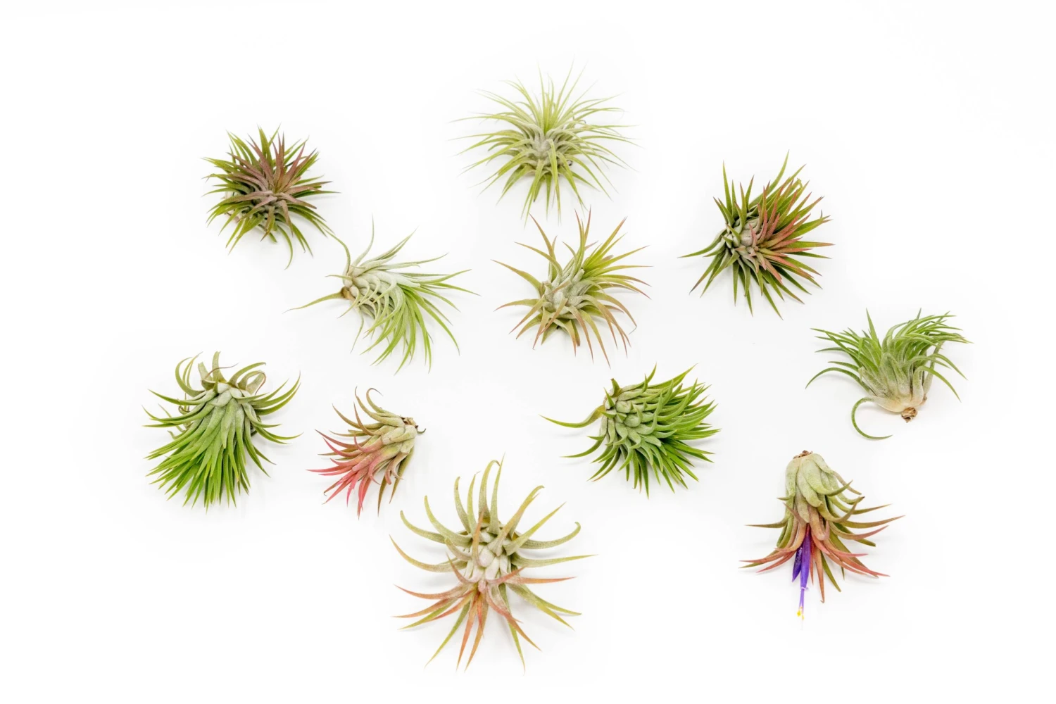 SALE - Large Tillandsia Ionantha Rubra Air Plants - Set Of 10 Or 20 - 40% Off 2 SALE - Large Tillandsia Ionantha Rubra Air Plants - Set Of 10 Or 20 - 40% Off - Image 2