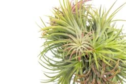 Tillandsia Ionantha Rubra Hanging Clusters With Hook For Hanging -Air Plant World Tillandsia Ionantha Rubra Clump Ball 4