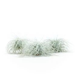 Tillandsia Tectorum Ecuador Air Plants 16 Tillandsia Tectorum Ecuador Air Plants -Air Plant World Tillandsia Tectorum Big 2 e9fcf752 ac41 4c8f 8bc8 bfcc4c45a9f6
