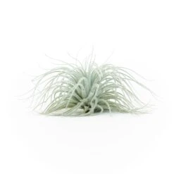 BLOOM SALE - XXL Tillandsia Tectorum Ecuador Air Plant -Air Plant World Tillandsia Tectorum Big 3