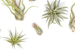 The Tough Stuff Collection Of Tillandsia Air Plants -Air Plant World Tillandsia Variety Pack 3 1