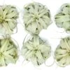 SALE - Medium Tillandsia Xerographica - Set Of 5 Or 10 Air Plants - 40% Off