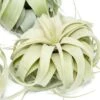 SALE - Medium Tillandsia Xerographica - 3 For $36 - Limited Time