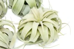 SALE - Medium Tillandsia Xerographica - Set Of 5 Or 10 Air Plants - 40% Off 7 SALE - Medium Tillandsia Xerographica - Set Of 5 Or 10 Air Plants - 40% Off -Air Plant World Tillandsia Xerographica Air Plant 3 e71a4594 f159 48bd 92db 71b46a17c9a0