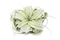 SALE - 3 Mini Tillandsia Xerographica For $30 -Air Plant World Tillandsia Xerographica Air Plant 9