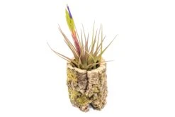 Natural Cork Bark Planters -Air Plant World Tillandsia air plant cork bark planter 17