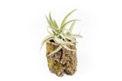 Natural Cork Bark Planters With Assorted Tillandsia Air Plants -Air Plant World Tillandsia air plant cork bark planter 18