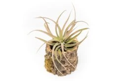 Natural Cork Bark Planters With Assorted Tillandsia Air Plants -Air Plant World Tillandsia air plant cork bark planter 19