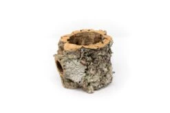 Natural Cork Bark Planters With Assorted Tillandsia Air Plants -Air Plant World Tillandsia air plant cork bark planter 1 bb93da72 1727 4147 95b4 851885a88a0c