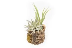 Natural Cork Bark Planters -Air Plant World Tillandsia air plant cork bark planter 20