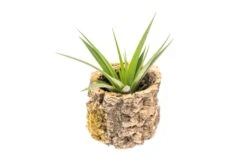 Natural Cork Bark Planters With Assorted Tillandsia Air Plants -Air Plant World Tillandsia air plant cork bark planter 21