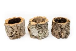 Natural Cork Bark Planters -Air Plant World Tillandsia air plant cork bark planter 3