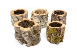 Natural Cork Bark Planters -Air Plant World Tillandsia air plant cork bark planter 4