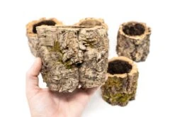 Natural Cork Bark Planters -Air Plant World Tillandsia air plant cork bark planter 5