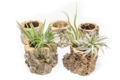 Natural Cork Bark Planters With Assorted Tillandsia Air Plants -Air Plant World Tillandsia air plant cork bark planter 6