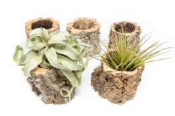 Natural Cork Bark Planters With Assorted Tillandsia Air Plants -Air Plant World Tillandsia air plant cork bark planter 7