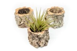 Natural Cork Bark Planters With Assorted Tillandsia Air Plants -Air Plant World Tillandsia air plant cork bark planter 8