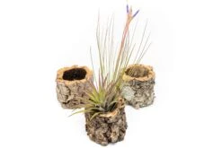 Natural Cork Bark Planters With Assorted Tillandsia Air Plants -Air Plant World Tillandsia air plant cork bark planter 9