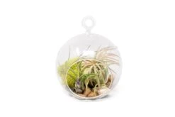 Set Of 2 Stunning Hanging Glass Terrariums With Flat Bottoms 11 Set Of 2 Stunning Hanging Glass Terrariums With Flat Bottoms -Air Plant World WholesaleStunningTerrariumSets EachTerrariumIncludesGlassGlobe 2TillandsiaAirPlants Stones MossAccent e6c8e6f0 b105 4927 bb02 97d23c72e496
