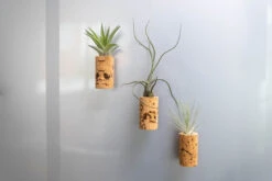 Magnetic Wine Corks With Assorted Tillandsia Air Plants - Set Of 3, 6 Or 9 -Air Plant World WineCork 2 ab2734f2 aefc 48d0 84d8 0ae27e9e35c8