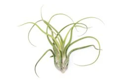 XL Tillandsia Caput Medusae Air Plants / 8-12 Inch Plants